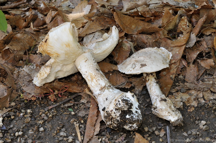 Amanita sp.